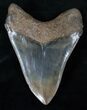 Collector Quality Megalodon Tooth #13272-2